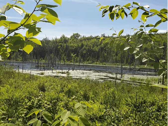 Sri Sri Radha Madan Mohan Ashram property