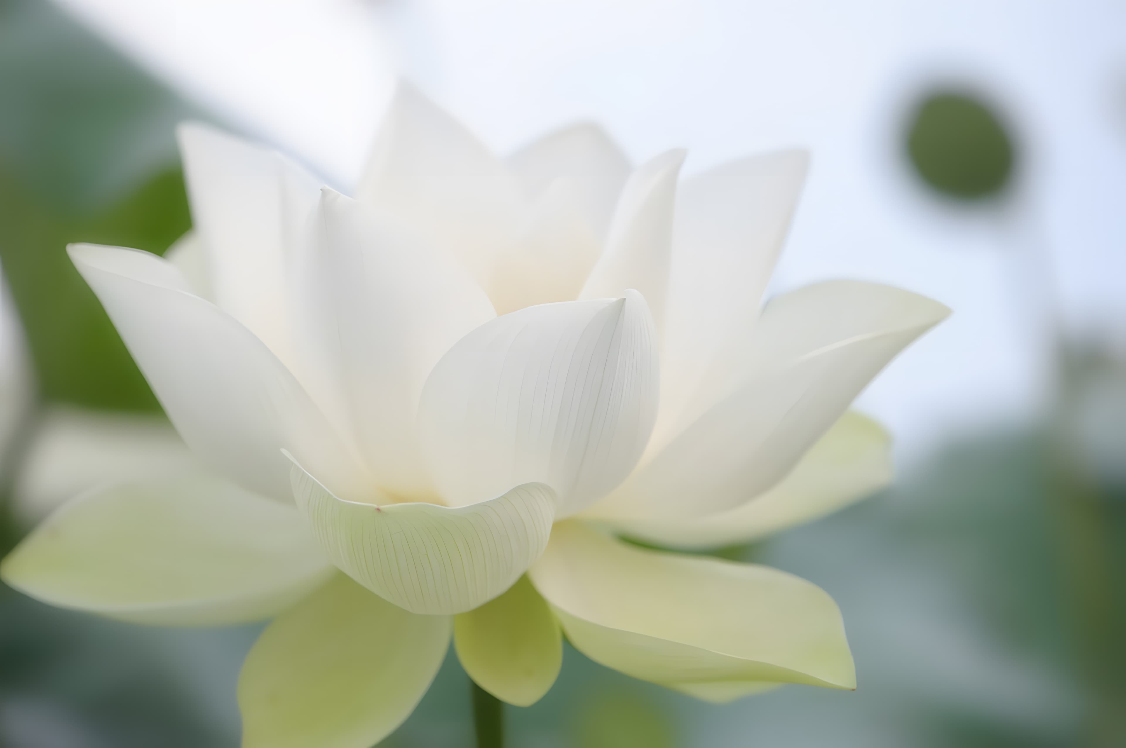Serene lotus flower